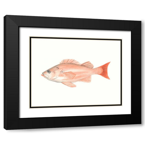 Watercolor Deep Sea Fish I Black Modern Wood Framed Art Print with Double Matting by McCavitt, Naomi