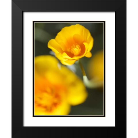 California Poppy I Black Modern Wood Framed Art Print with Double Matting by Nourock, Jonathan