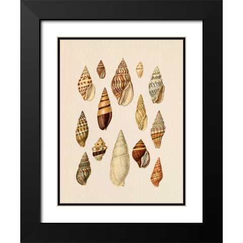 Cone Shell Display II Black Modern Wood Framed Art Print with Double Matting by Goldberger, Jennifer