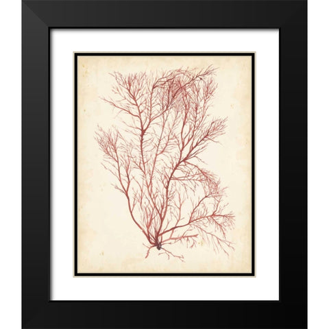 Watercolor Sea Grass I Black Modern Wood Framed Art Print with Double Matting by Popp, Grace