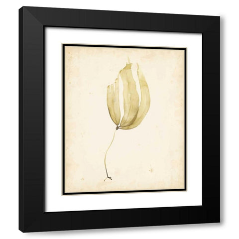 Watercolor Sea Grass III Black Modern Wood Framed Art Print with Double Matting by Popp, Grace