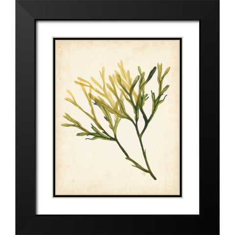 Watercolor Sea Grass V Black Modern Wood Framed Art Print with Double Matting by Popp, Grace
