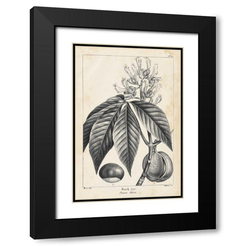 Vintage Buckeye Tree Black Modern Wood Framed Art Print with Double Matting by Nuttall, Thomas