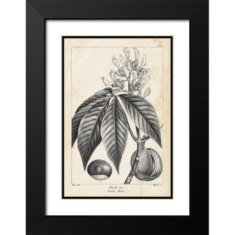 Vintage Buckeye Tree Black Modern Wood Framed Art Print with Double Matting by Nuttall, Thomas