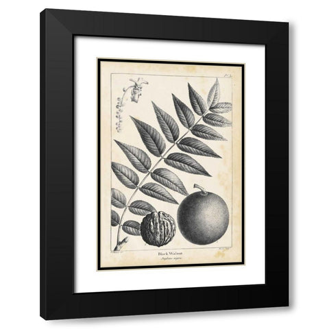 Vintage Black Walnut Tree Black Modern Wood Framed Art Print with Double Matting by Nuttall, Thomas