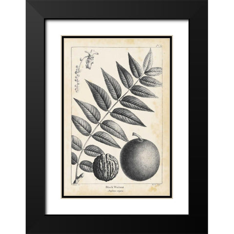 Vintage Black Walnut Tree Black Modern Wood Framed Art Print with Double Matting by Nuttall, Thomas