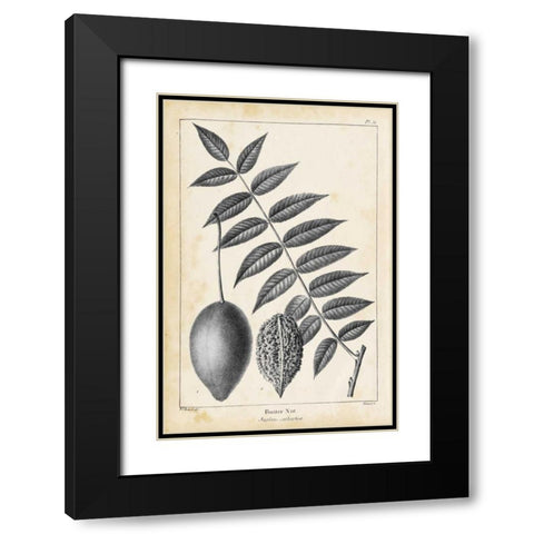 Vintage Butternut Tree Black Modern Wood Framed Art Print with Double Matting by Nuttall, Thomas