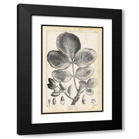 Vintage Pistachio Tree Black Modern Wood Framed Art Print with Double Matting by Nuttall, Thomas