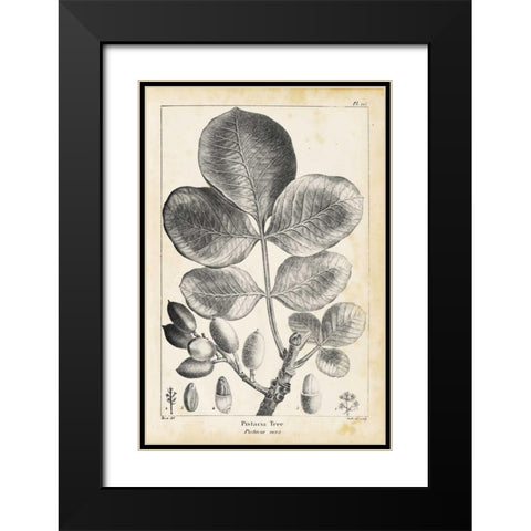Vintage Pistachio Tree Black Modern Wood Framed Art Print with Double Matting by Nuttall, Thomas
