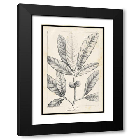 Vintage Laurel Oak Tree Black Modern Wood Framed Art Print with Double Matting by Nuttall, Thomas
