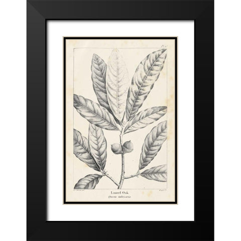 Vintage Laurel Oak Tree Black Modern Wood Framed Art Print with Double Matting by Nuttall, Thomas