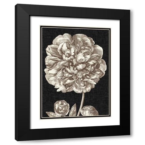 Dramatic Peony II Black Modern Wood Framed Art Print with Double Matting by Vision Studio