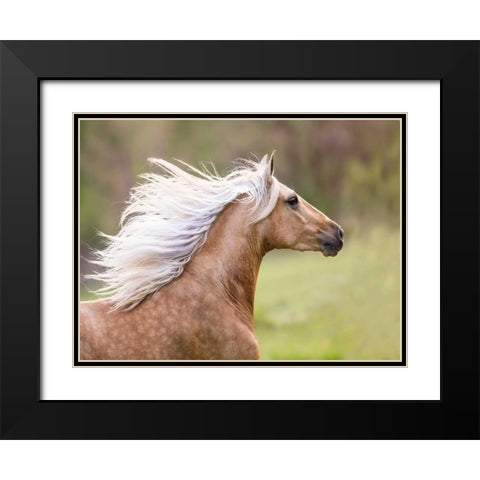 Horse in the Field III Black Modern Wood Framed Art Print with Double Matting by Sturgeon, Ozana