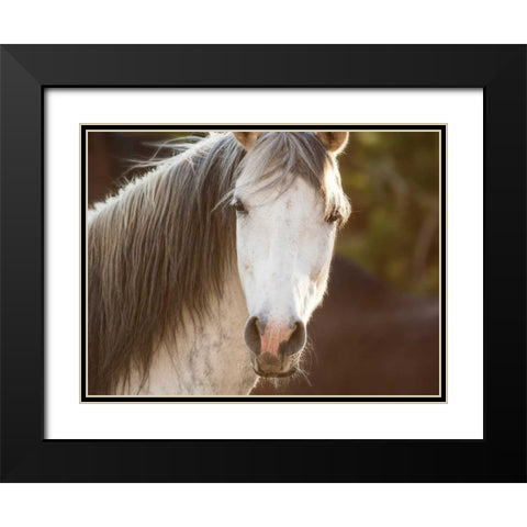 Horse in the Field IV Black Modern Wood Framed Art Print with Double Matting by Sturgeon, Ozana