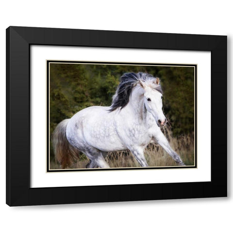 Horse in the Field V Black Modern Wood Framed Art Print with Double Matting by Sturgeon, Ozana
