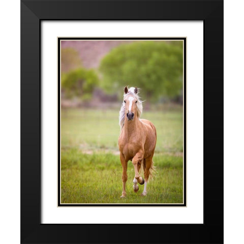 Horse in the Field VI Black Modern Wood Framed Art Print with Double Matting by Sturgeon, Ozana