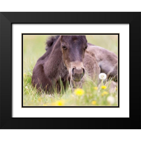 Flower Frolick V Black Modern Wood Framed Art Print with Double Matting by Sturgeon, Ozana