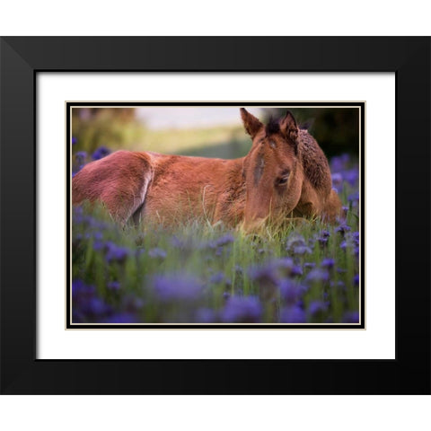 Flower Frolick VI Black Modern Wood Framed Art Print with Double Matting by Sturgeon, Ozana