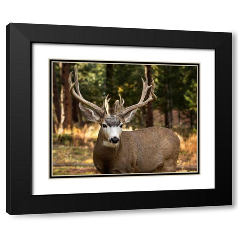 Deer Watch I Black Modern Wood Framed Art Print with Double Matting by Sturgeon, Ozana