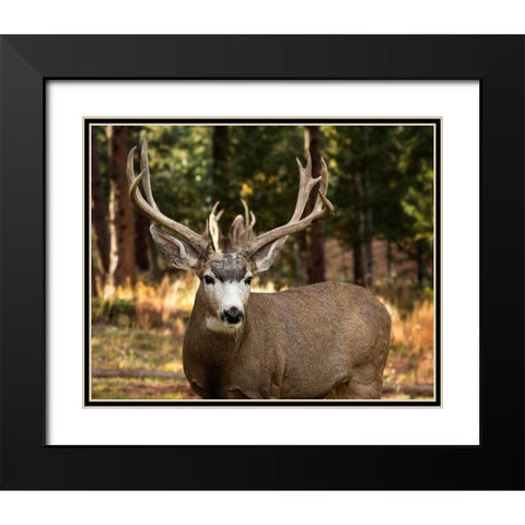 Deer Watch I Black Modern Wood Framed Art Print with Double Matting by Sturgeon, Ozana