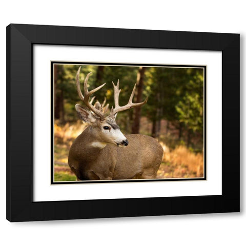 Deer Watch II Black Modern Wood Framed Art Print with Double Matting by Sturgeon, Ozana