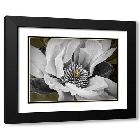 Custom Classic Magnolia II (ASH) Black Modern Wood Framed Art Print with Double Matting by Perry, Rachel