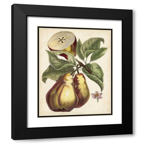 Antique Pear Study I Black Modern Wood Framed Art Print with Double Matting by Unknown