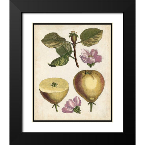 Antique Pear Study IV Black Modern Wood Framed Art Print with Double Matting by Unknown