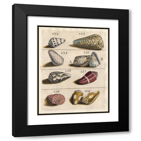 Shell Collection I Black Modern Wood Framed Art Print with Double Matting by Unknown