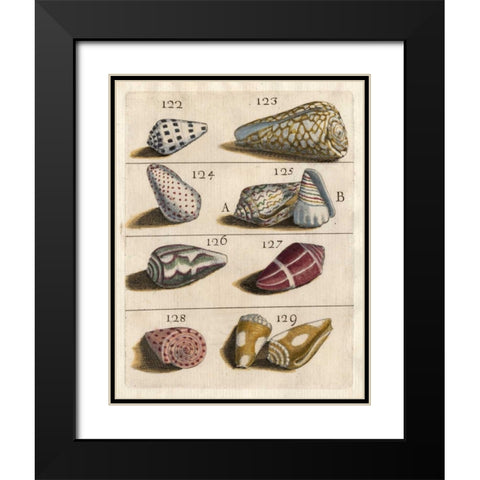 Shell Collection I Black Modern Wood Framed Art Print with Double Matting by Unknown