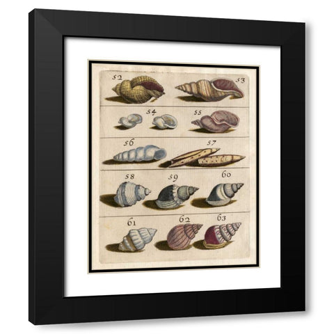 Shell Collection III Black Modern Wood Framed Art Print with Double Matting by Unknown