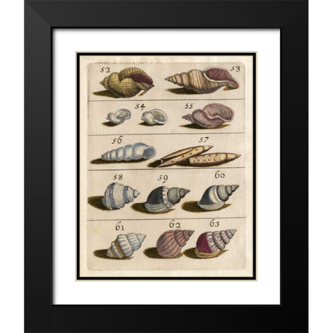 Shell Collection III Black Modern Wood Framed Art Print with Double Matting by Unknown