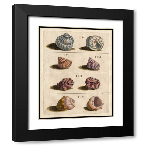 Shell Collection IV Black Modern Wood Framed Art Print with Double Matting by Unknown