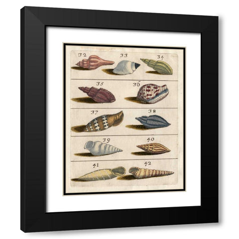 Shell Collection V Black Modern Wood Framed Art Print with Double Matting by Unknown