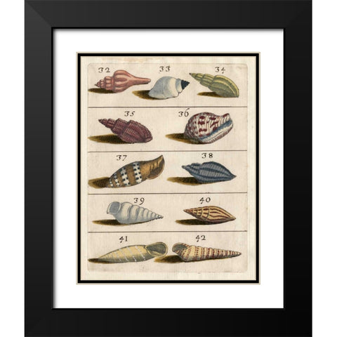 Shell Collection V Black Modern Wood Framed Art Print with Double Matting by Unknown