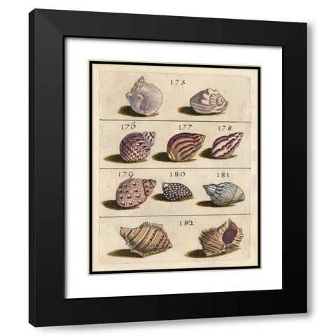 Shell Collection VI Black Modern Wood Framed Art Print with Double Matting by Unknown