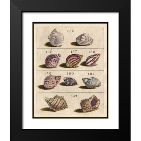 Shell Collection VI Black Modern Wood Framed Art Print with Double Matting by Unknown