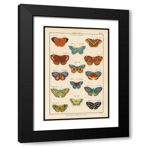 Histoire Naturelle Butterflies I Black Modern Wood Framed Art Print with Double Matting by Unknown