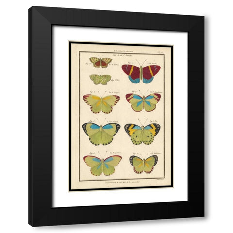 Histoire Naturelle Butterflies II Black Modern Wood Framed Art Print with Double Matting by Unknown