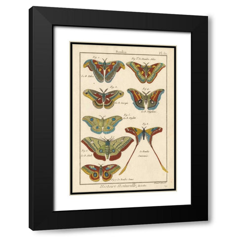 Histoire Naturelle Butterflies III Black Modern Wood Framed Art Print with Double Matting by Unknown