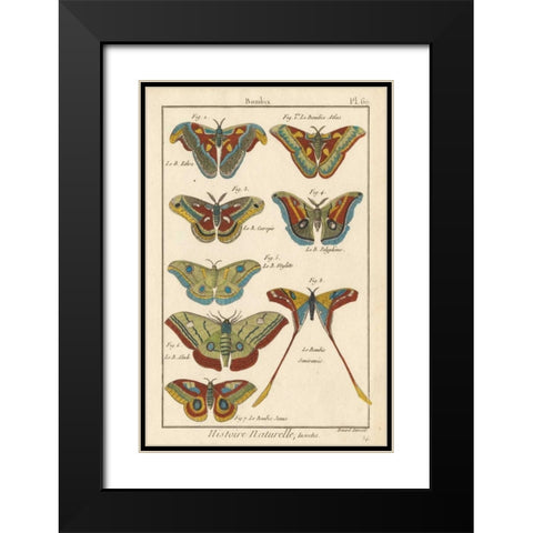 Histoire Naturelle Butterflies III Black Modern Wood Framed Art Print with Double Matting by Unknown