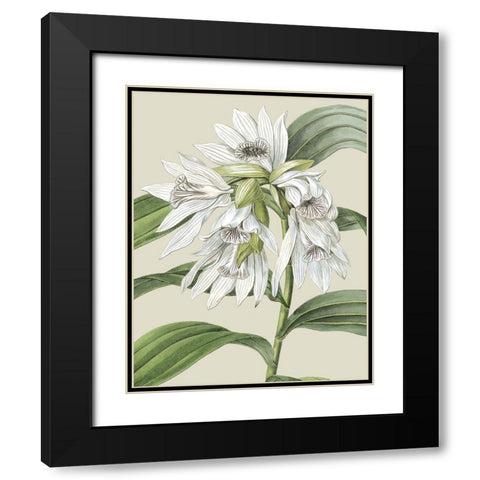 Custom Orchid Blooms III (ASH) Black Modern Wood Framed Art Print with Double Matting by Vision Studio