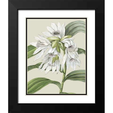 Custom Orchid Blooms III (ASH) Black Modern Wood Framed Art Print with Double Matting by Vision Studio