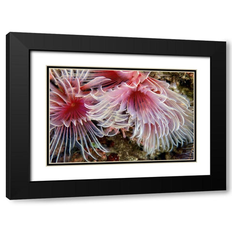 Flirtatious Too - Batangos, Philippines Black Modern Wood Framed Art Print with Double Matting by Factor, Beverly