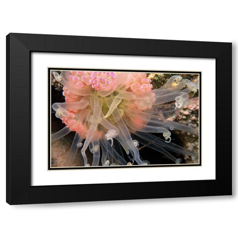 Ballerina - Thailand Black Modern Wood Framed Art Print with Double Matting by Factor, Beverly