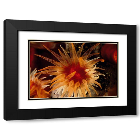 Bewitched - Menado, Indonesia Black Modern Wood Framed Art Print with Double Matting by Factor, Beverly