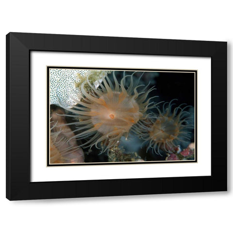 Flowering Grace - Indonesia Black Modern Wood Framed Art Print with Double Matting by Factor, Beverly