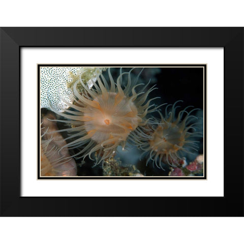 Flowering Grace - Indonesia Black Modern Wood Framed Art Print with Double Matting by Factor, Beverly