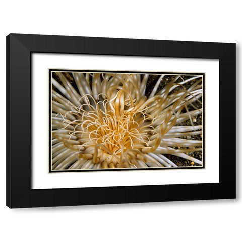 Pure Dazzle - N. Sulawesi, Indonesia Black Modern Wood Framed Art Print with Double Matting by Factor, Beverly