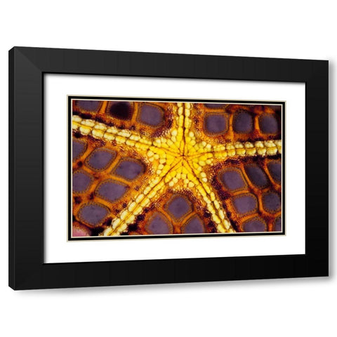 Purple Star - Wakatoobi, Indonesia Black Modern Wood Framed Art Print with Double Matting by Factor, Beverly